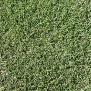 Innovation Zoysia
