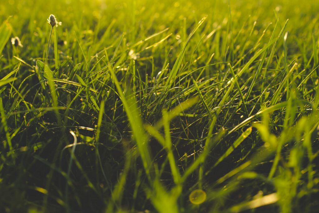 SOD Grass Benefits Best Sod For Sale Alabama Best SOD For Sale Florida