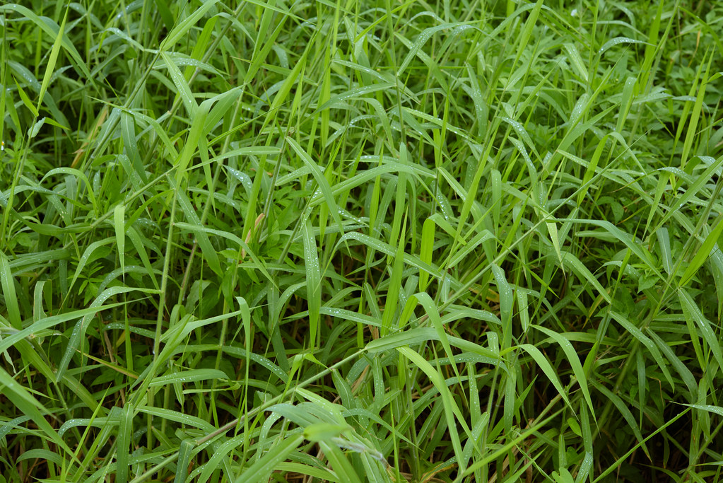 Zoysia Grass Best SOD For Sale Alabama