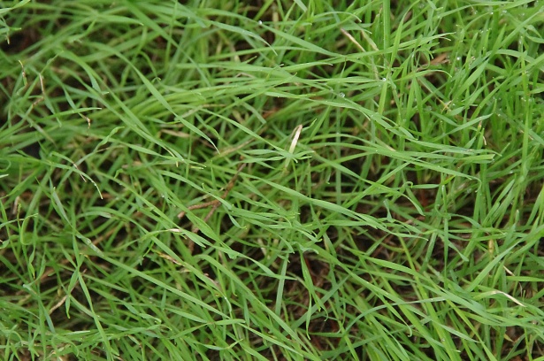 Zoysia Grass Best SOD For Sale Florida