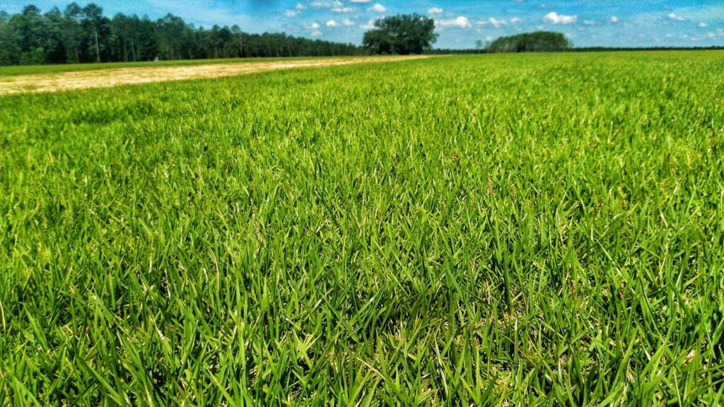Best SOD Grass Alabama Florida