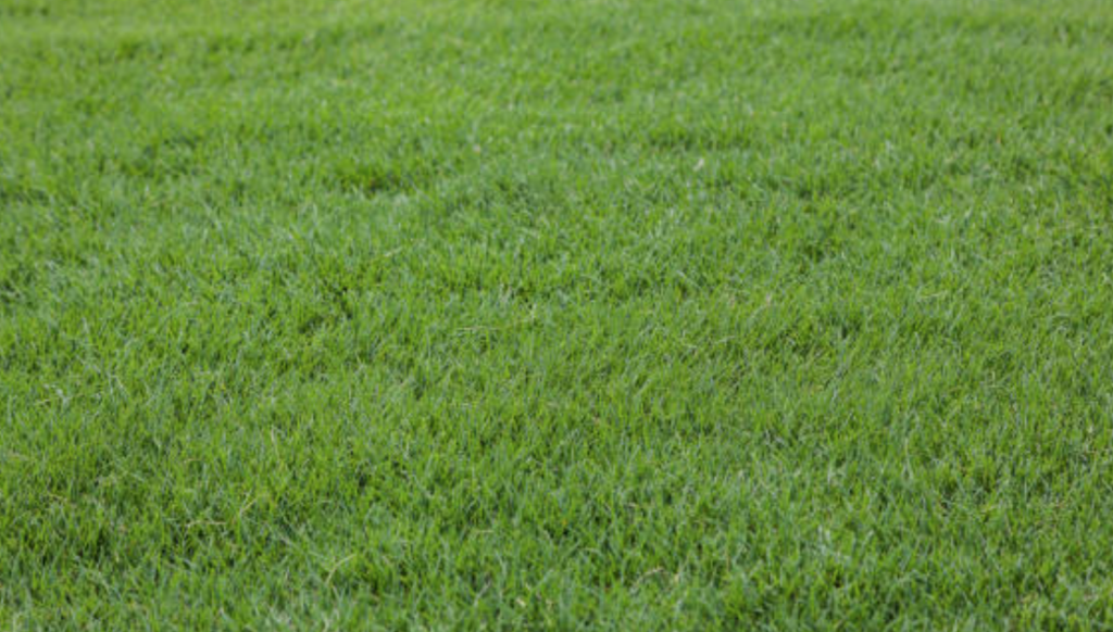 Bermuda Grass Best SOD Grass Alabama Florida
