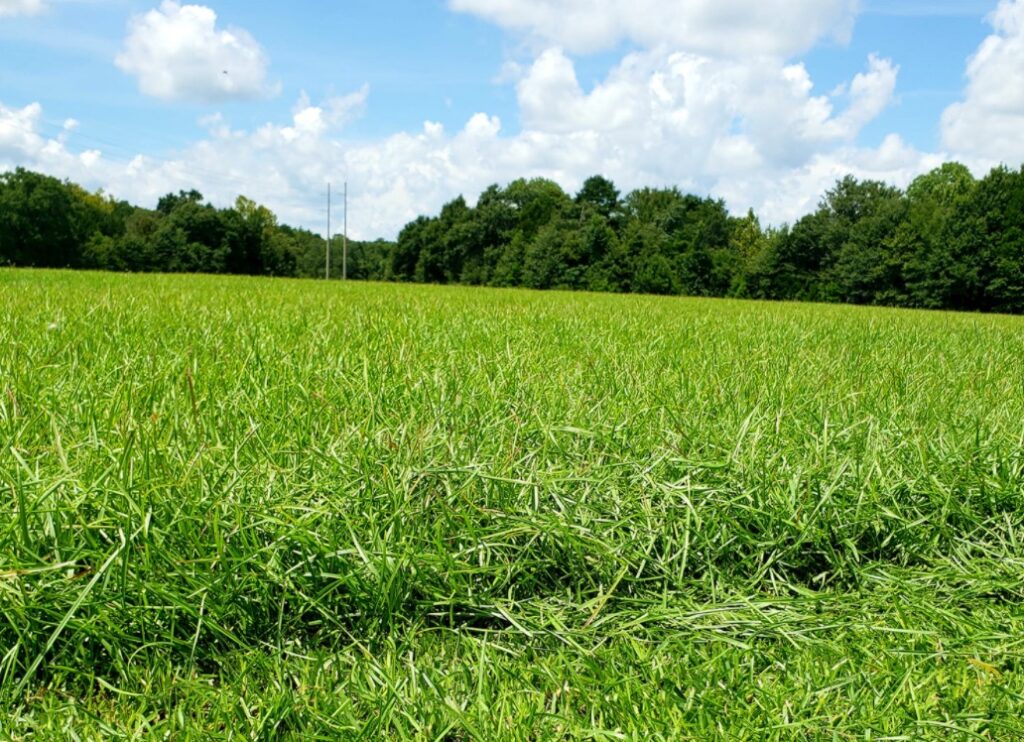 SOD Grass Best Sod Grass For Sale Alabama Sod Grass For Sale Florida