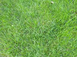 Bermuda Grass 2 For Sale Alabama Florida