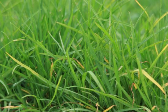 Zoysia Grass Care Tips Best SOD Grass For Sale Alabama Florida