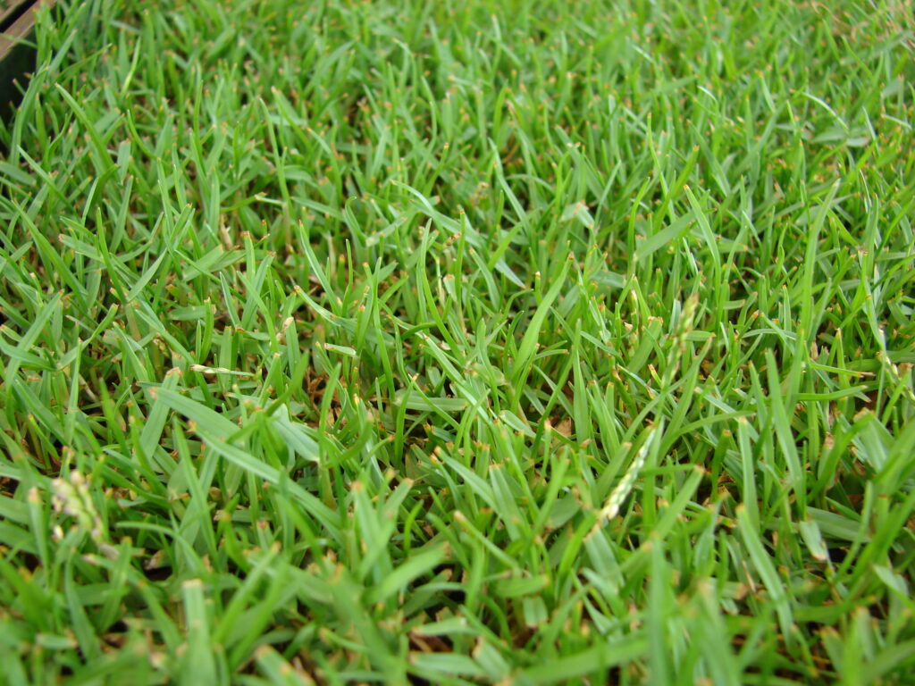Zoysia SOD Grass For Sale Alabama Florida