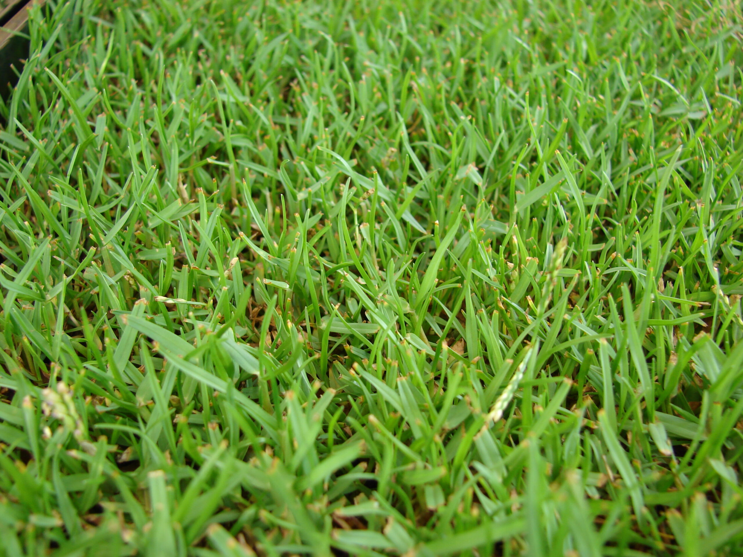 5 Incredible Tips for Growing Zoysia Grass Green Grass Sod Farms