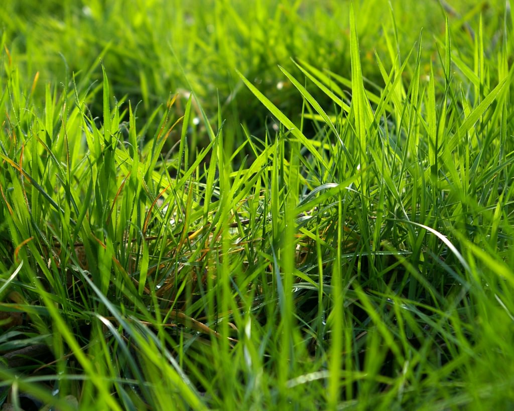 Zoysia SOD Grass For Sale Alabama Florida 2