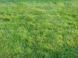 Bermuda Grass Sod Grass For Sale Alabama Florida