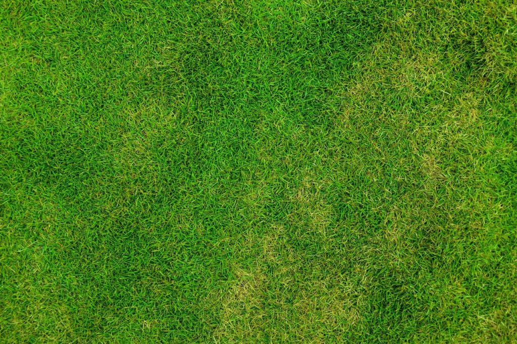 Lawn Care Tips Best SOD Grass For Sale Alabama