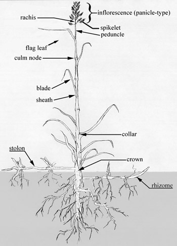 Grass Diagram1