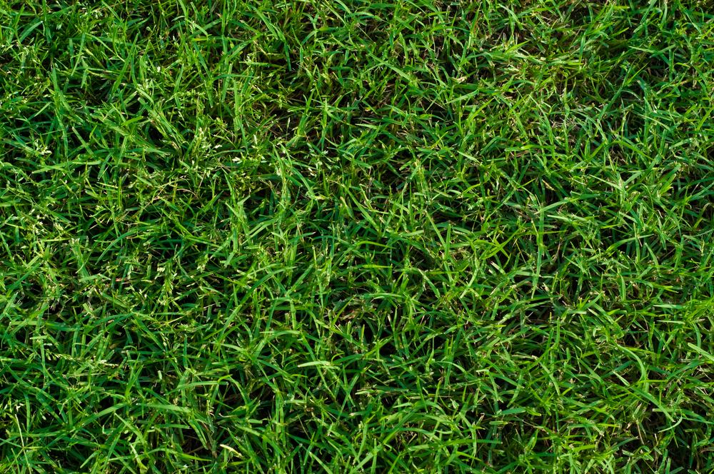 Green,Landscaped,Bermuda,Grass,Background,Close,Up.