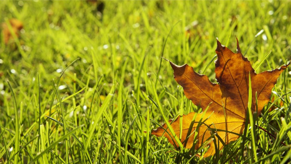 Nature Leaf Season Autumn Grass Lawn Maple Green