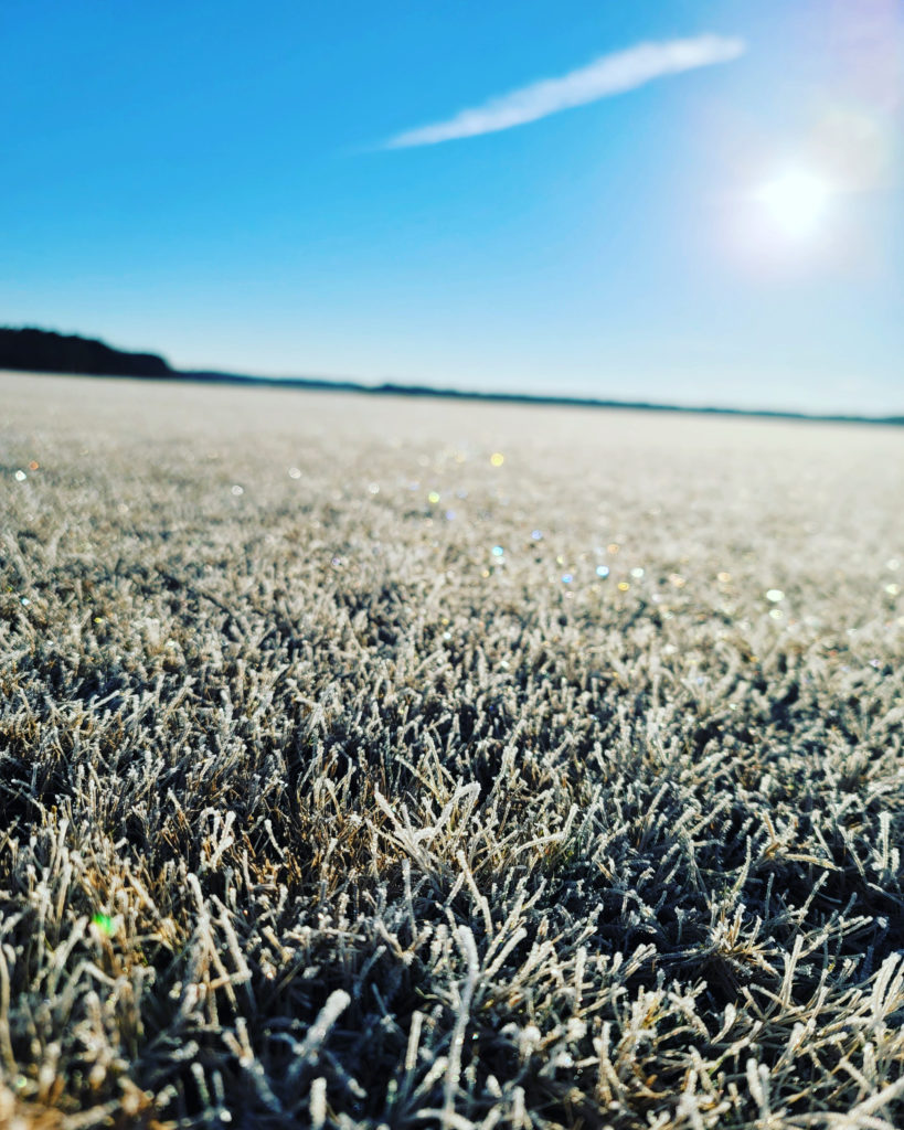 Grass With Frost