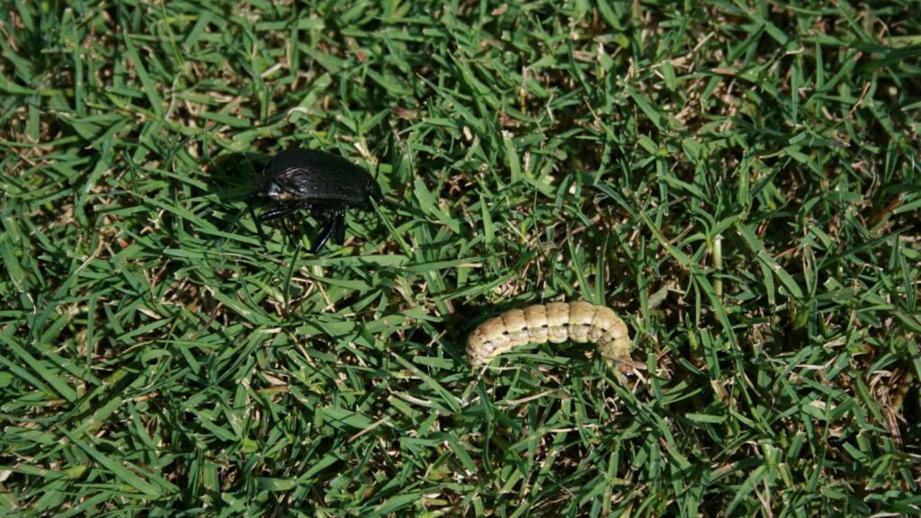Insect Control Bermuda Grass Lawn Billbug Worm