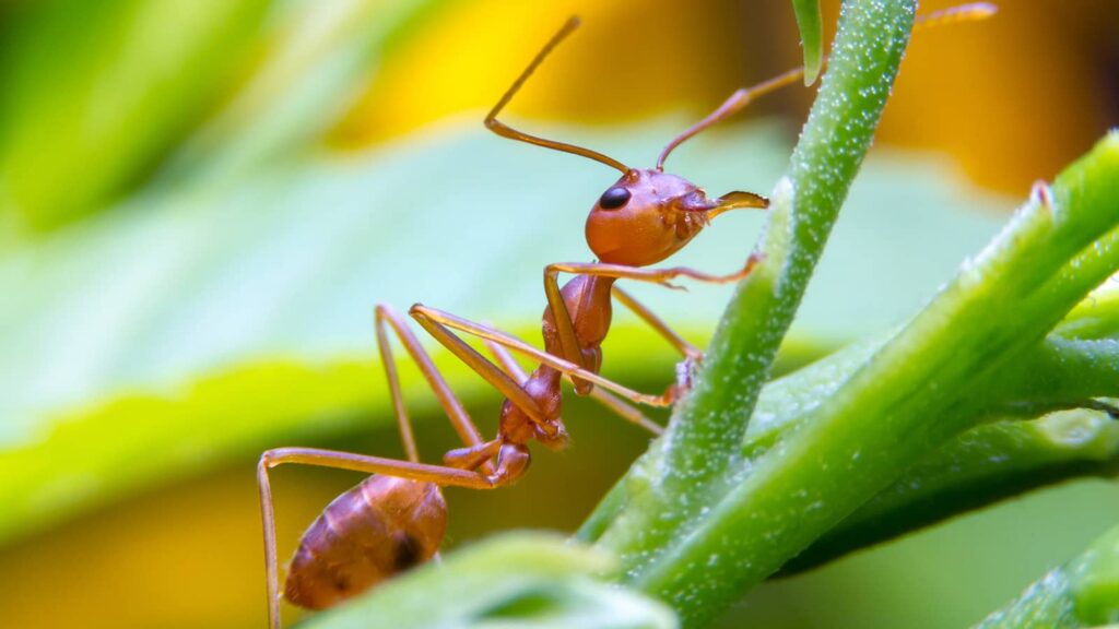 Fire Ant Insect Close Up