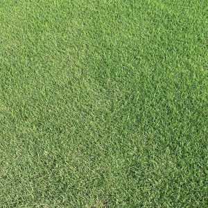 CitraZoy Zoysiagrass