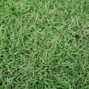 NorthBridge® Bermudagrass