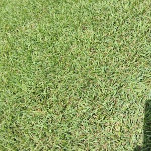 Palisades Zoysia