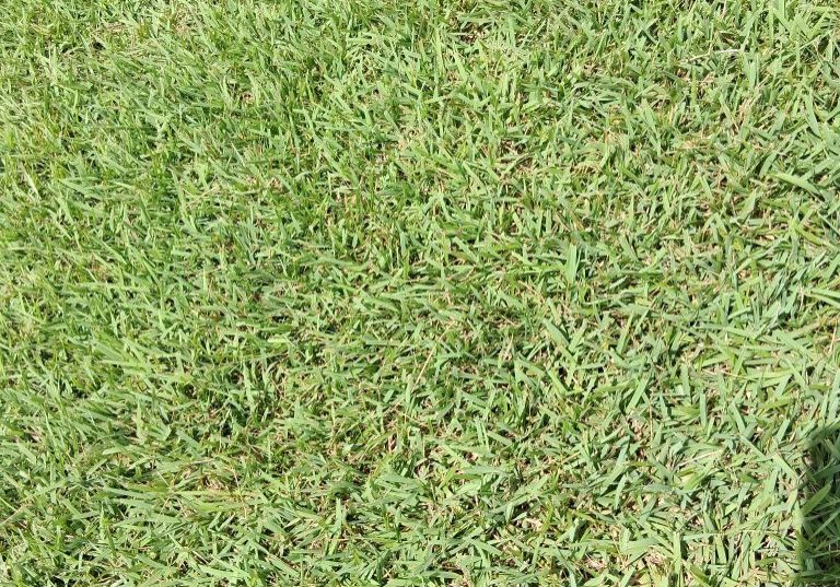 Palisades Zoysia (3)