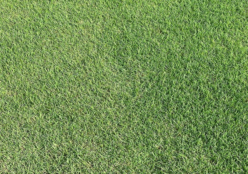 Citrazoy Grass Top View 1000x1000 1