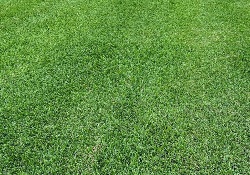 Cobalt Sod Lawn Full