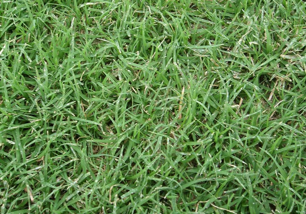 Northbridge Bermuda Grass Top View Close Up